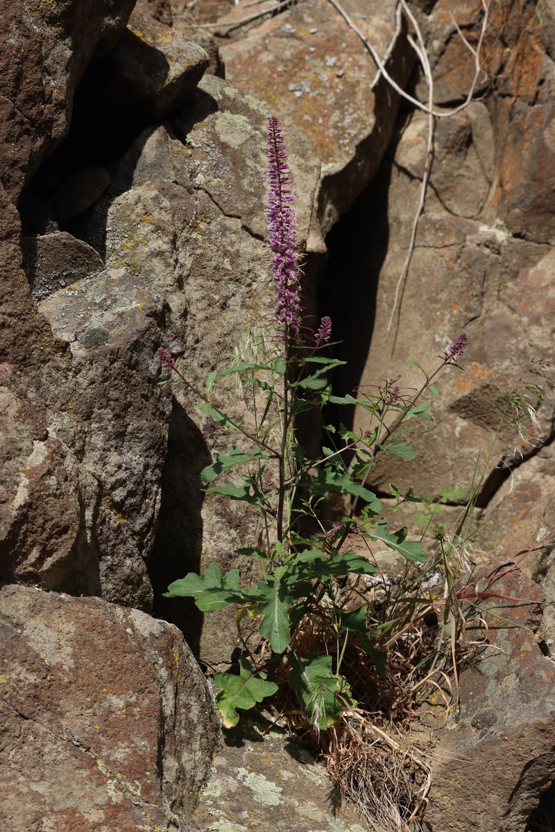 Cutleaf Thelypody