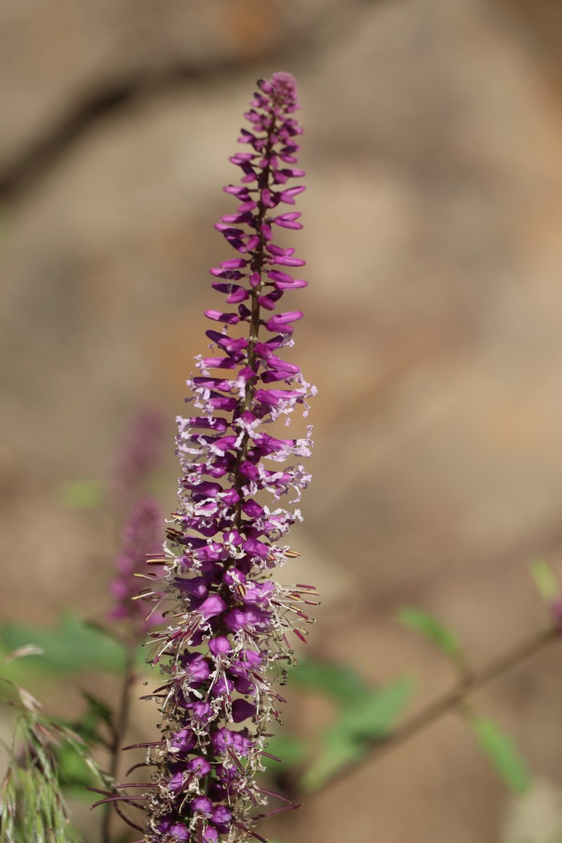 Cutleaf Thelypody photo 4