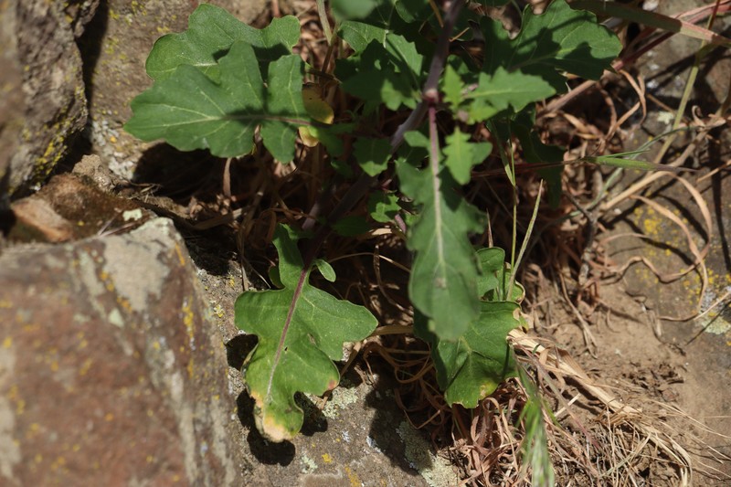 Cutleaf Thelypody photo 5