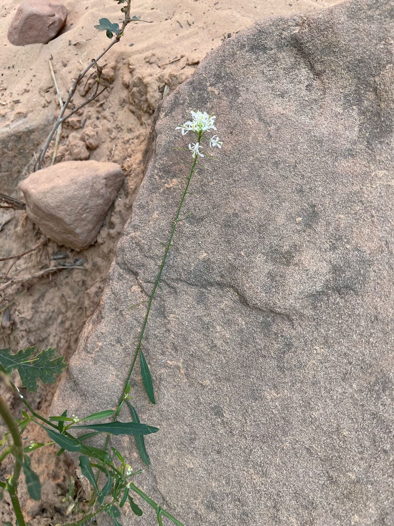 Droopflower Thelypody
