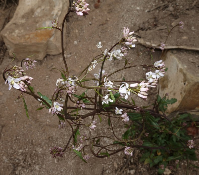 Droopflower Thelypody photo 2
