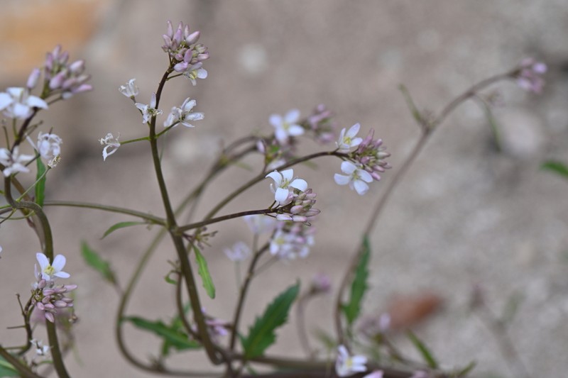 Droopflower Thelypody photo 4