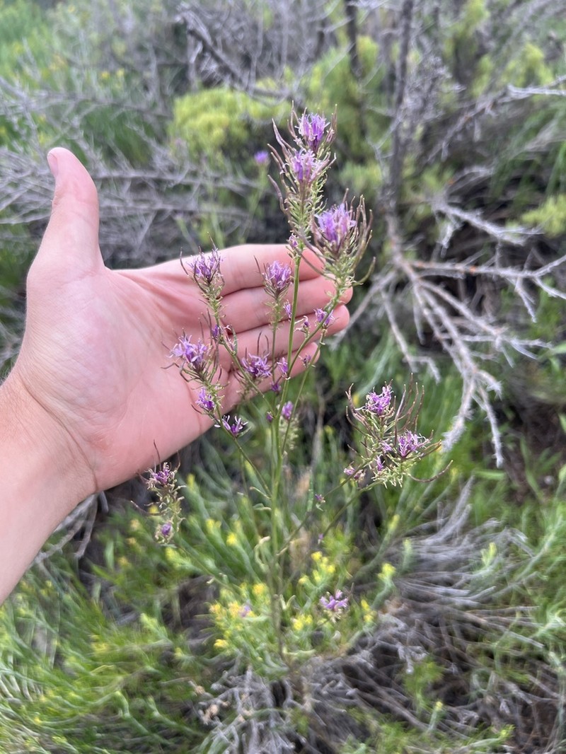 Northwestern Thelypody photo 3