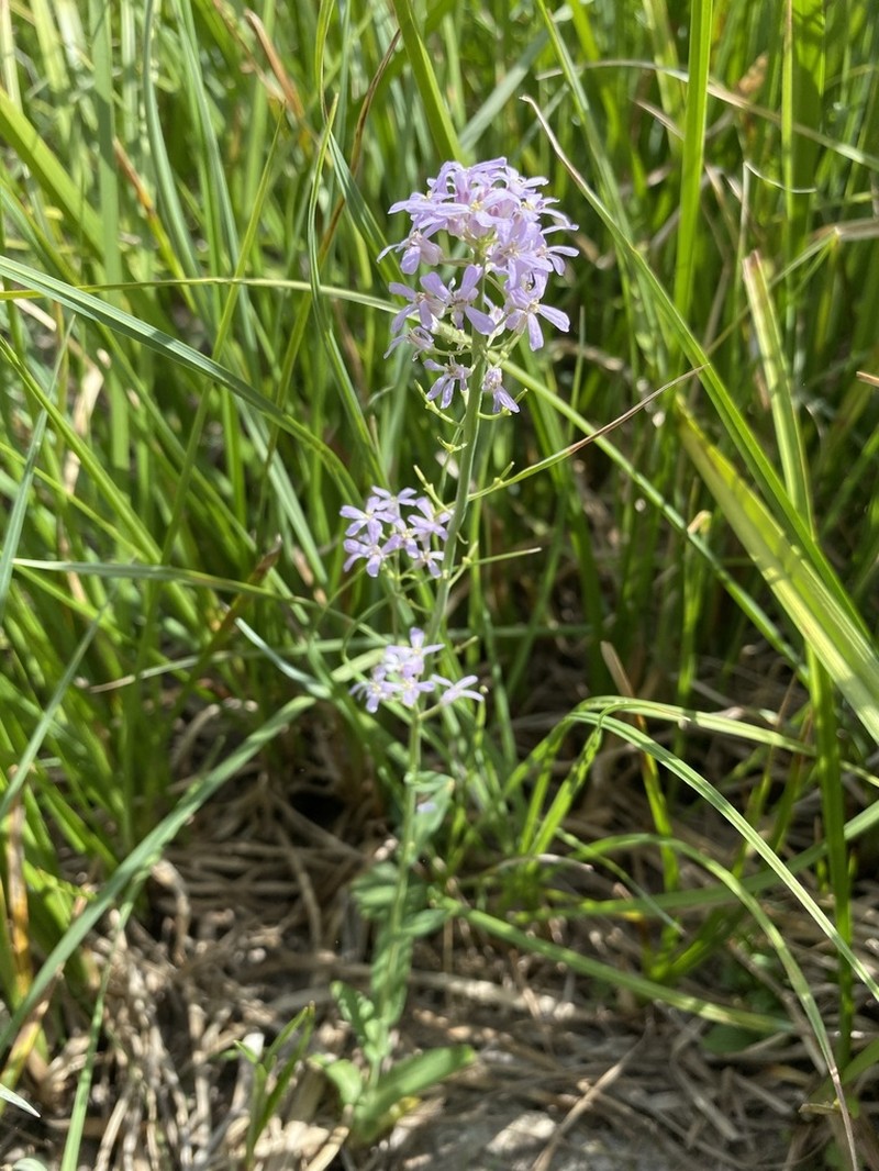 Northwestern Thelypody photo 4