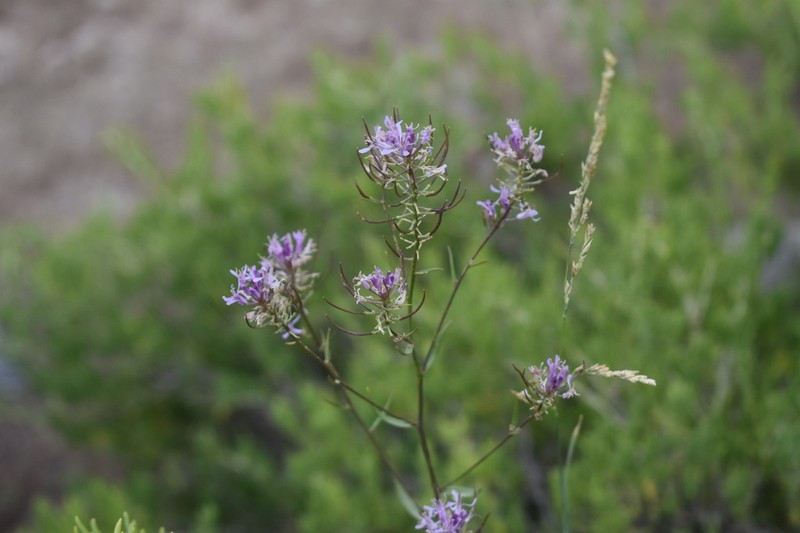 Northwestern Thelypody photo 5