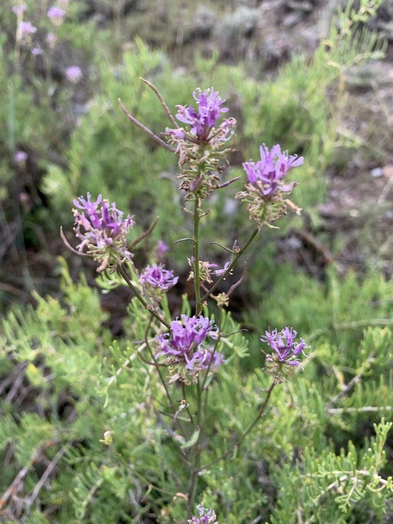 Northwestern Thelypody photo 6