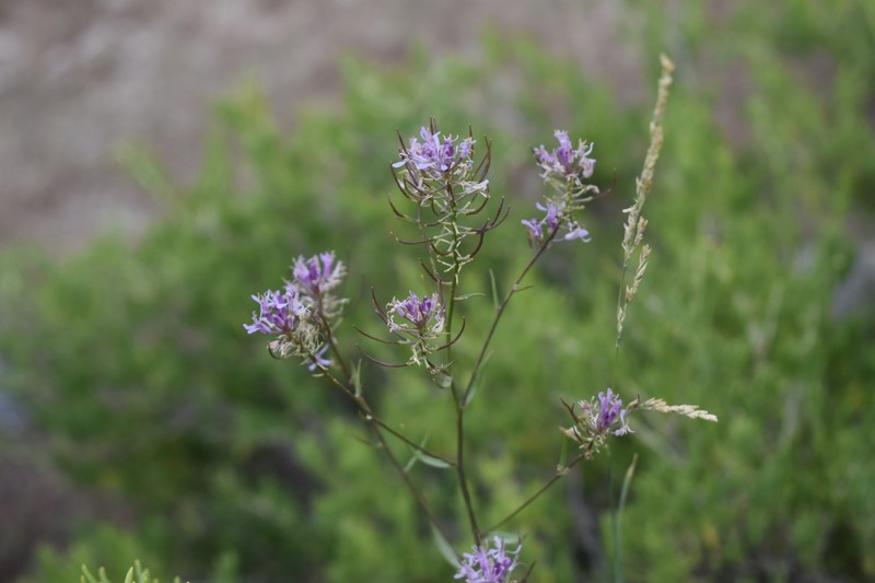 Northwestern Thelypody photo 7