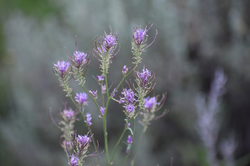 Northwestern Thelypody photo 8