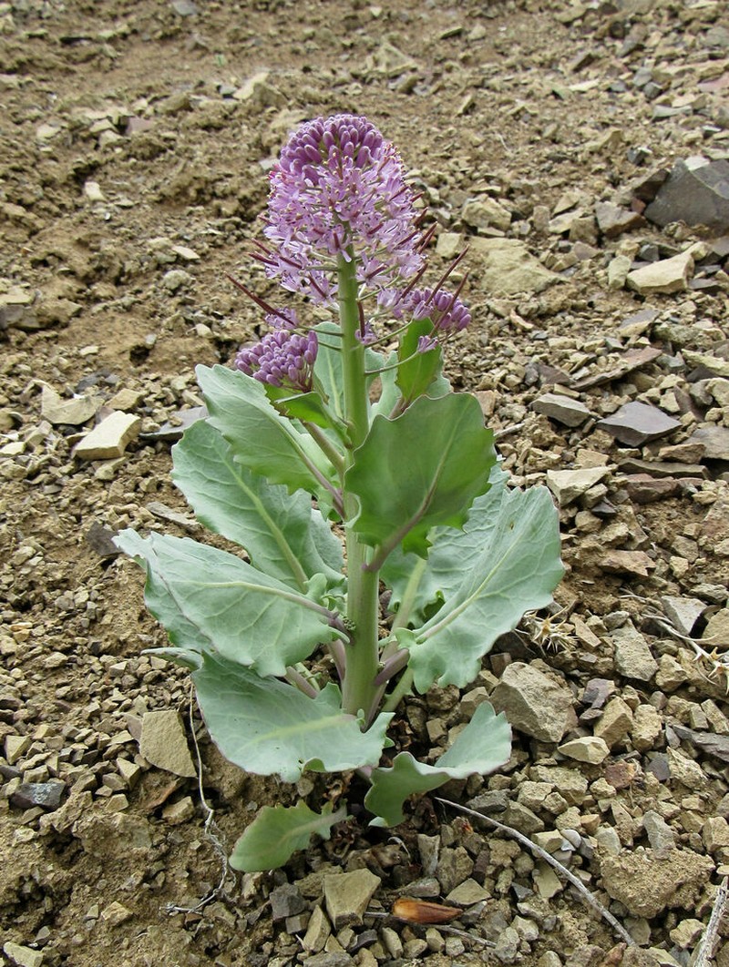 Wavyleaf Thelypody