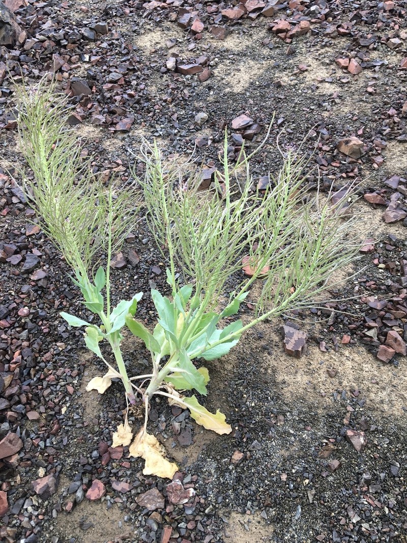 Wavyleaf Thelypody photo 2