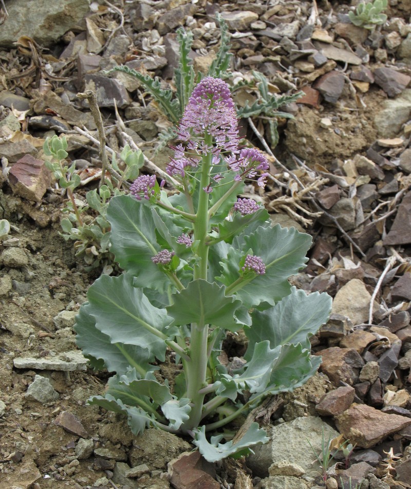 Wavyleaf Thelypody photo 3