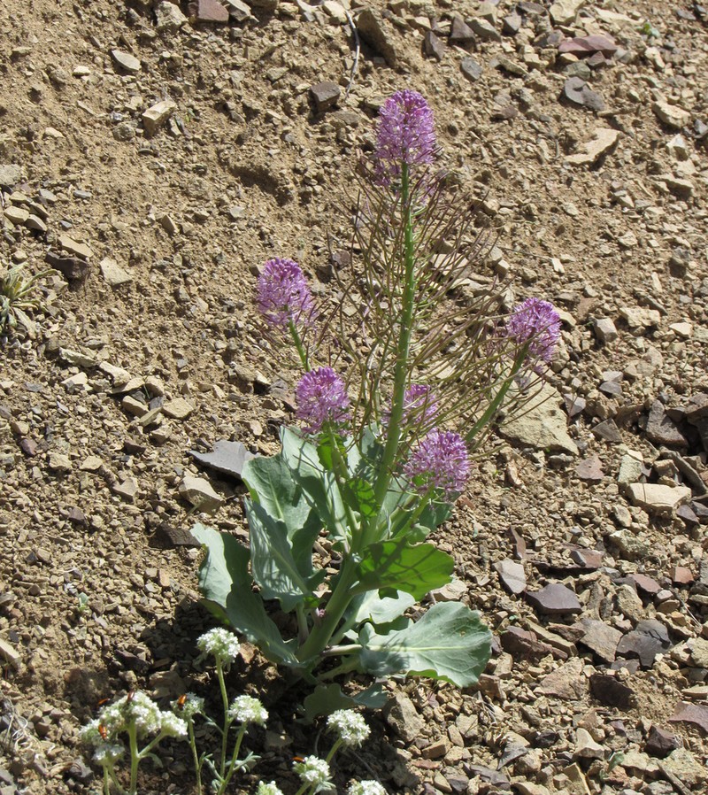 Wavyleaf Thelypody photo 4