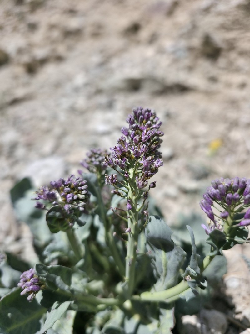 Wavyleaf Thelypody photo 5