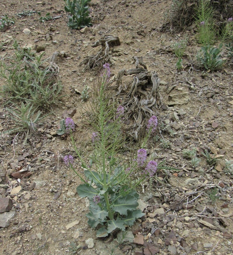 Wavyleaf Thelypody photo 6