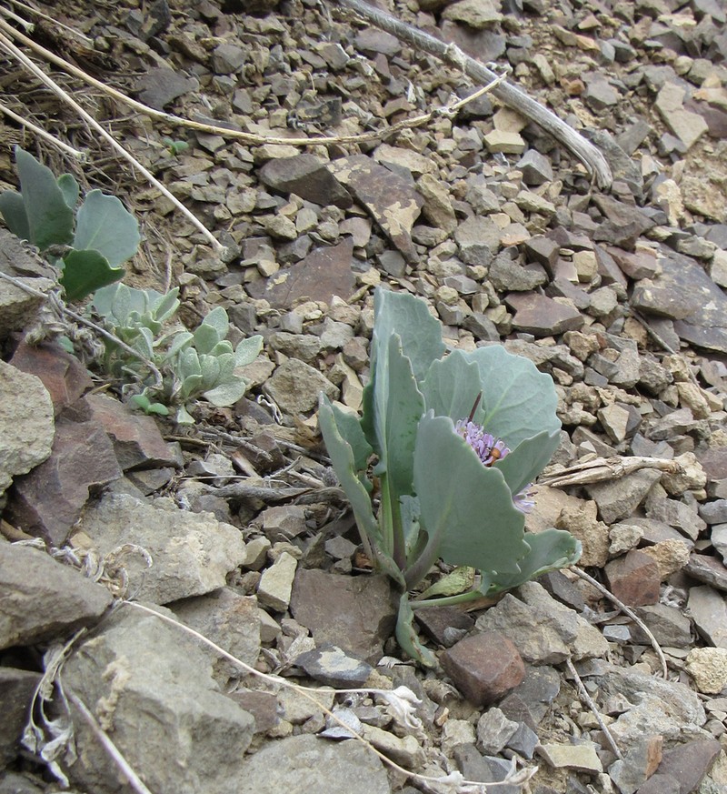 Wavyleaf Thelypody photo 8