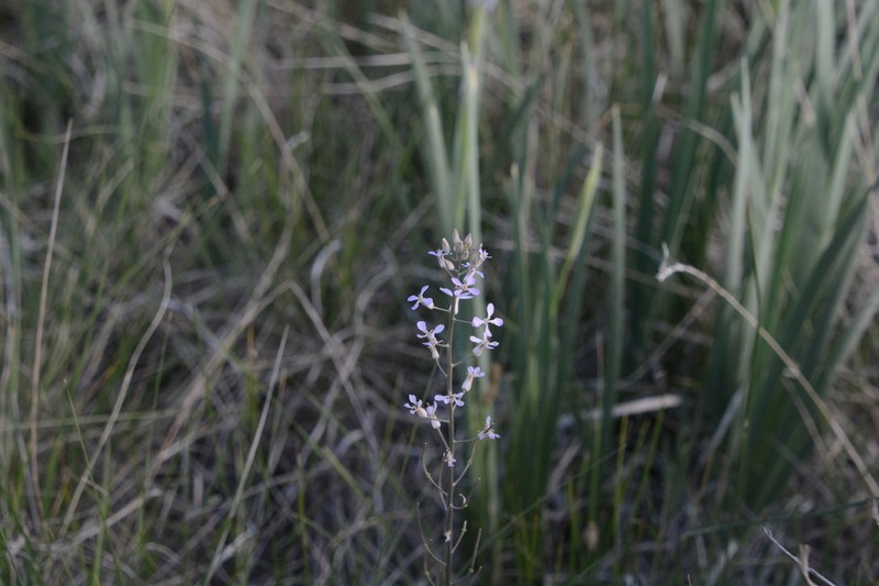 Arrow Thelypody photo 5