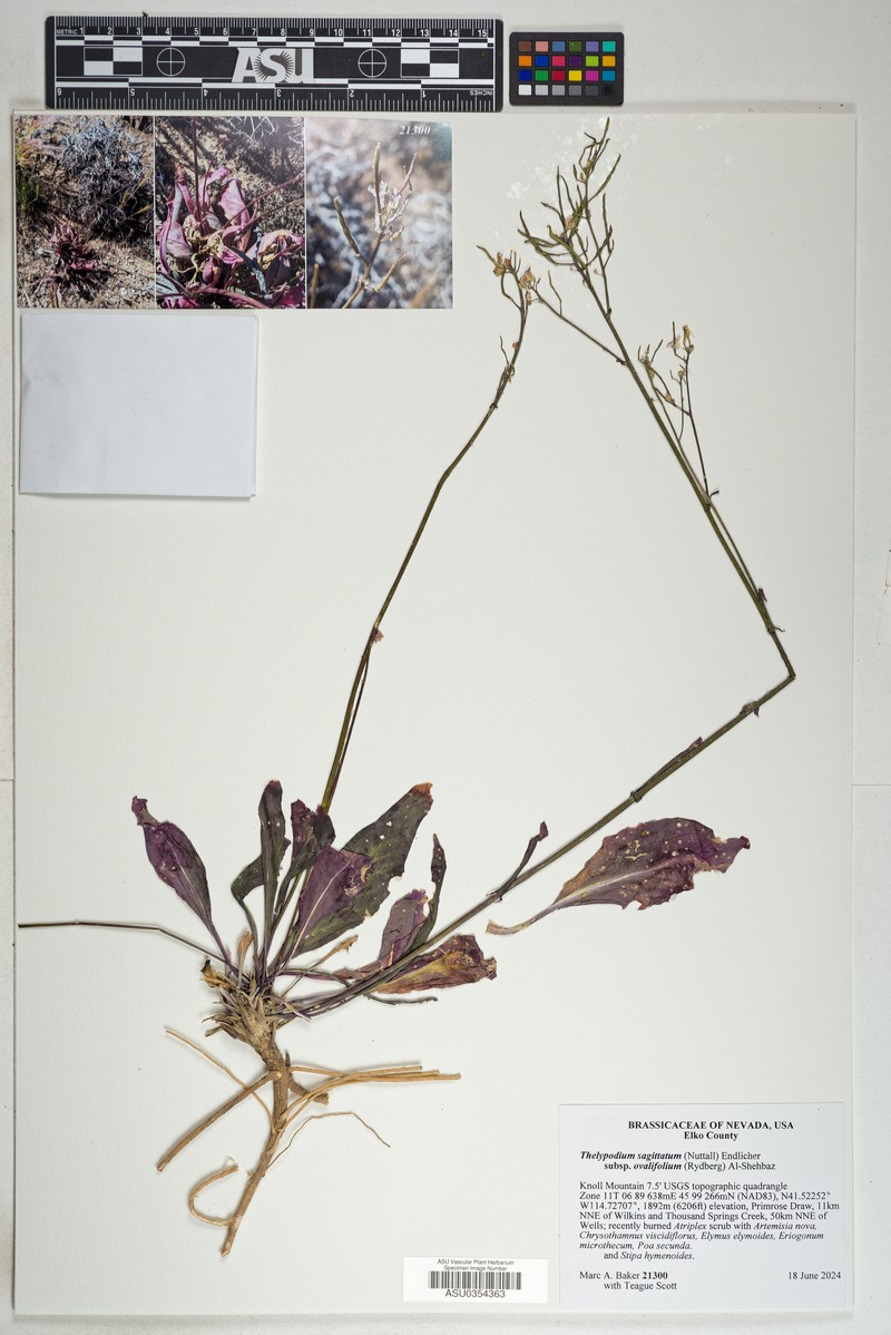 Thelypodium sagittatum subsp. ovalifolium