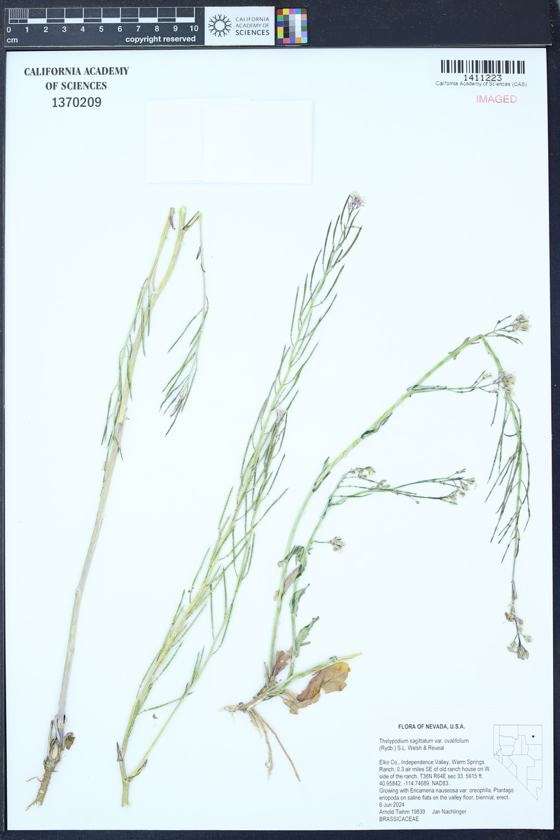 Thelypodium sagittatum subsp. ovalifolium photo 2
