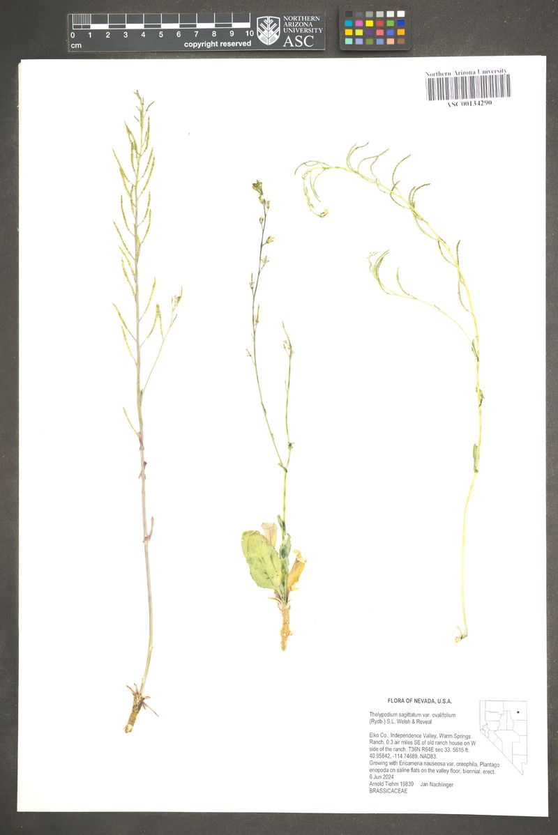 Thelypodium sagittatum subsp. ovalifolium photo 3