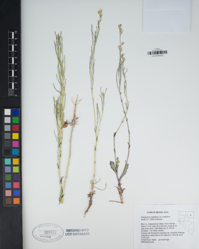 Thelypodium sagittatum subsp. ovalifolium photo 4