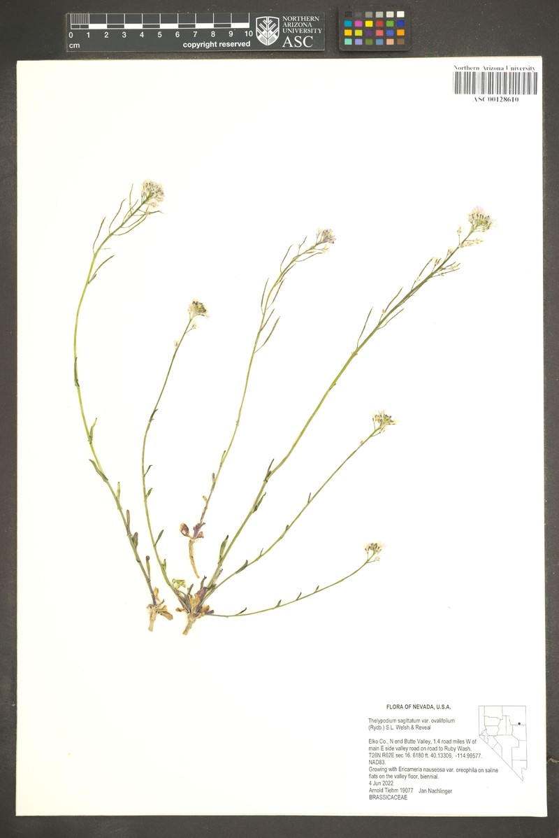 Thelypodium sagittatum subsp. ovalifolium photo 5