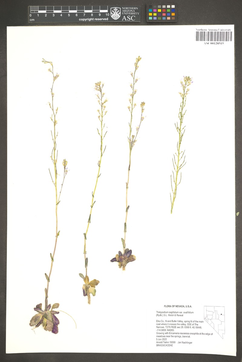 Thelypodium sagittatum subsp. ovalifolium photo 6