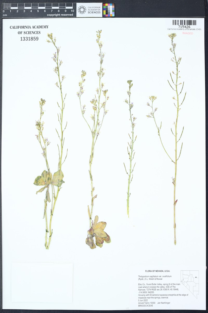 Thelypodium sagittatum subsp. ovalifolium photo 7