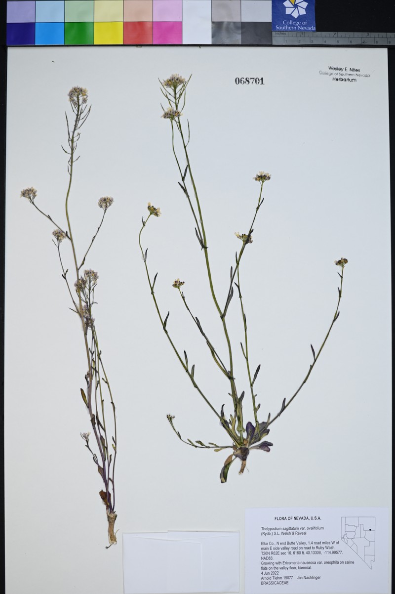 Thelypodium sagittatum subsp. ovalifolium photo 8