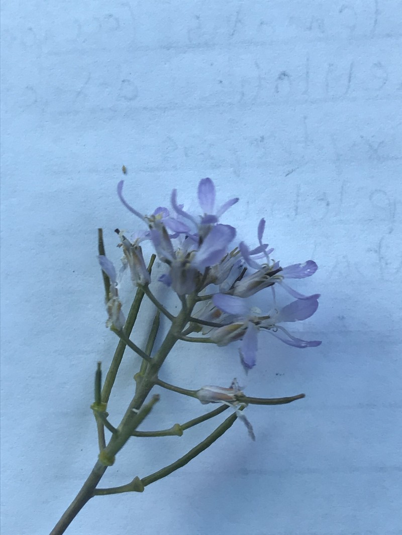 Thelypodium sagittatum subsp. sagittatum
