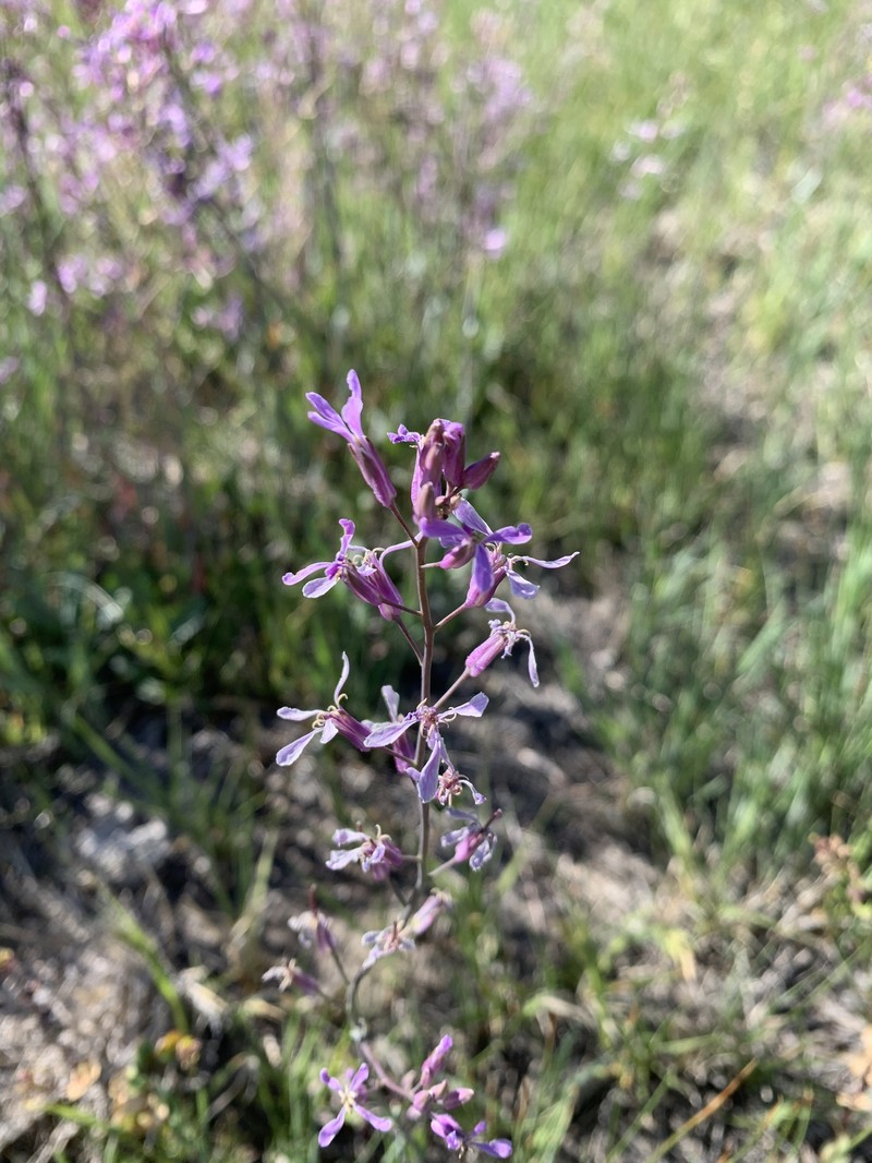Thelypodium sagittatum subsp. sagittatum photo 2