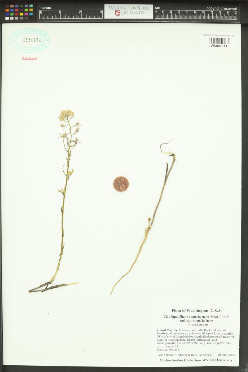 Thelypodium sagittatum subsp. sagittatum photo 5