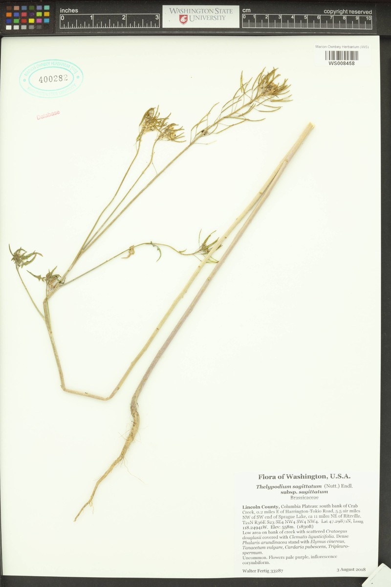Thelypodium sagittatum subsp. sagittatum photo 6