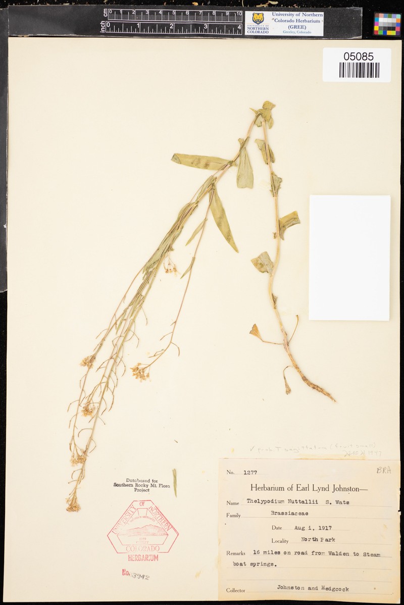 Thelypodium sagittatum subsp. sagittatum photo 7