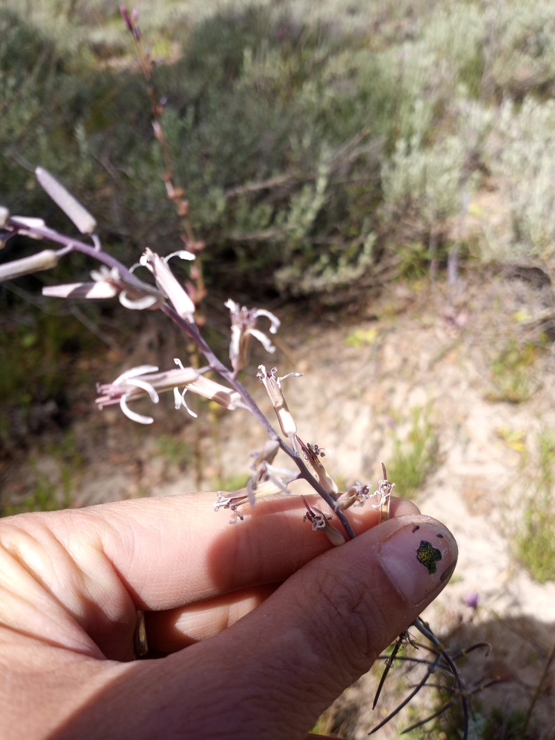 Slenderpetal Thelypody photo 5