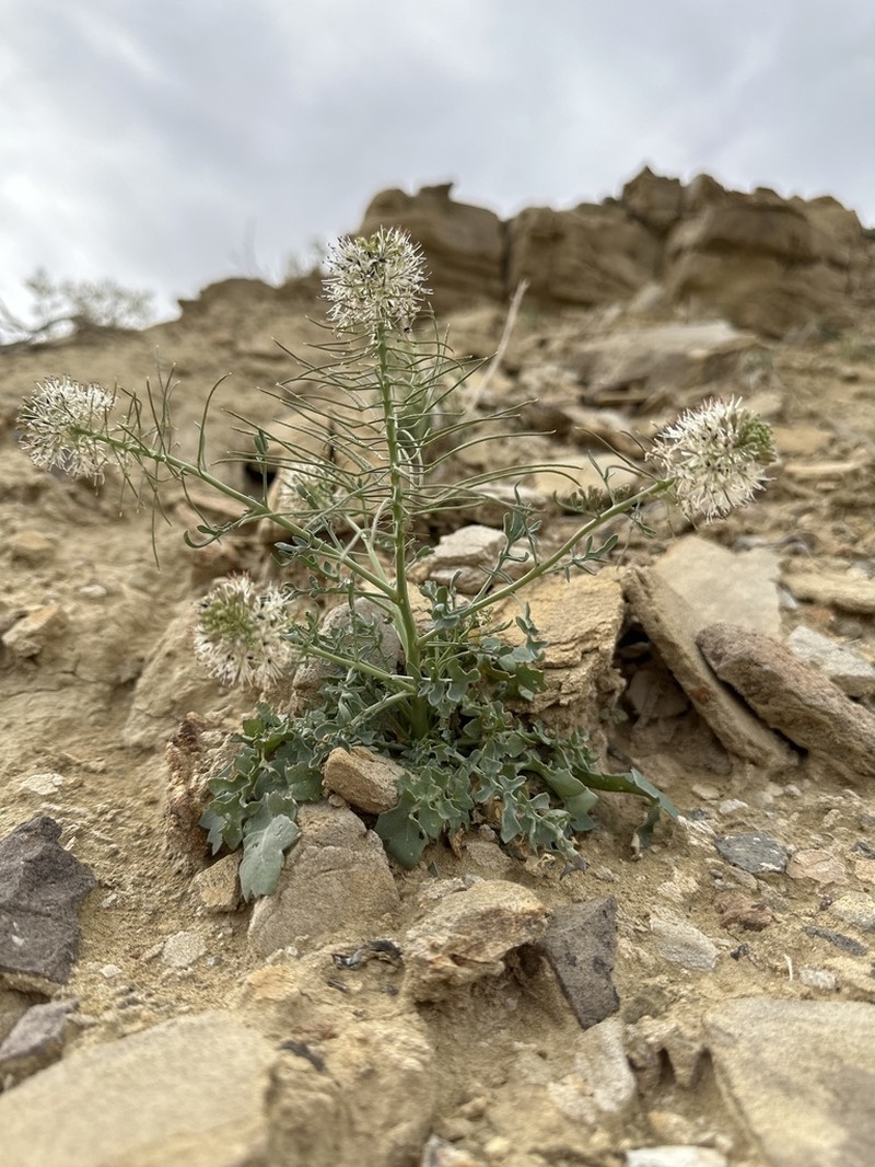 Marble Canyon Winged Rockcress photo 2