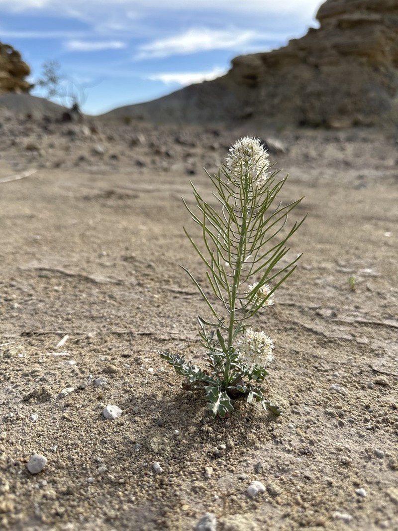 Marble Canyon Winged Rockcress photo 3