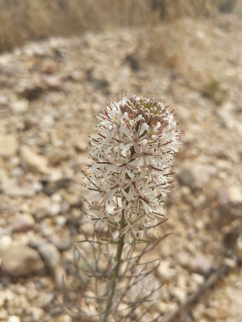 Marble Canyon Winged Rockcress photo 4