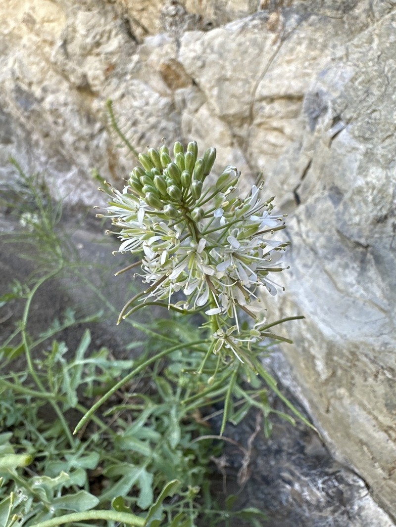 Marble Canyon Winged Rockcress photo 5