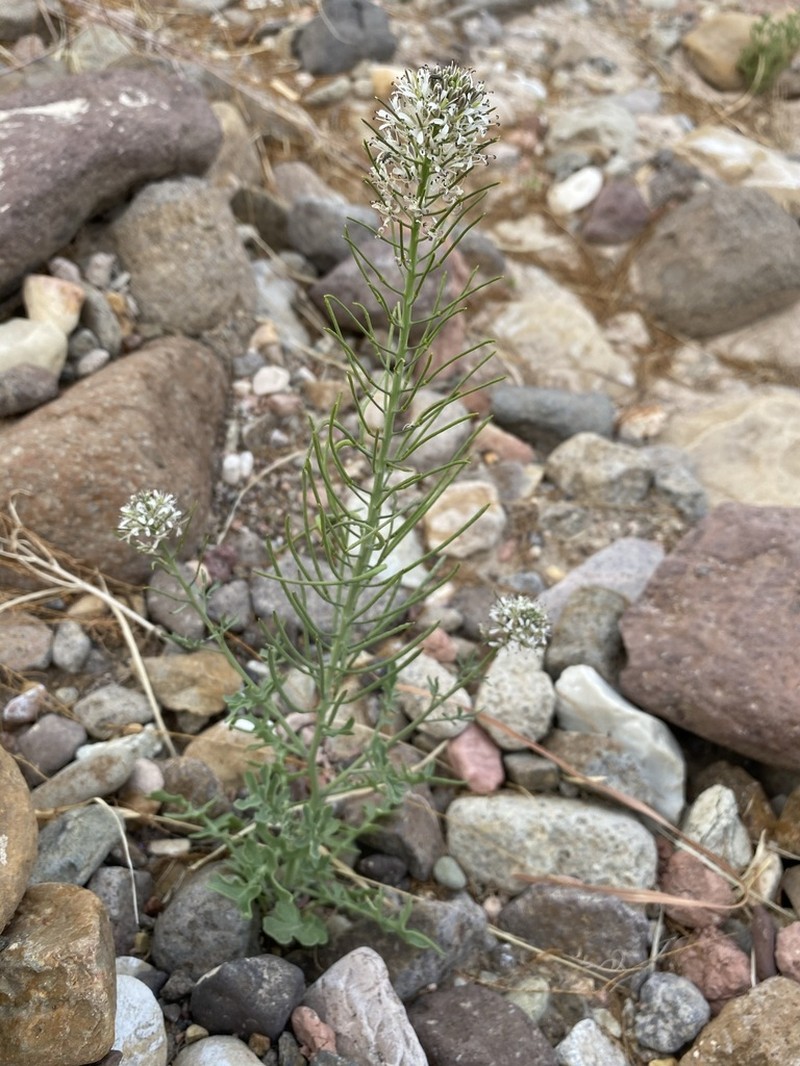 Marble Canyon Winged Rockcress photo 8