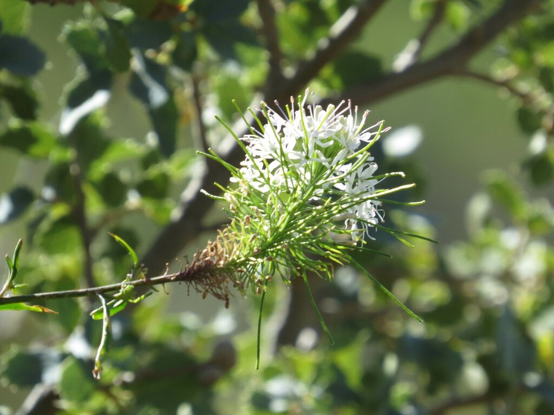 Wright's Thelypody