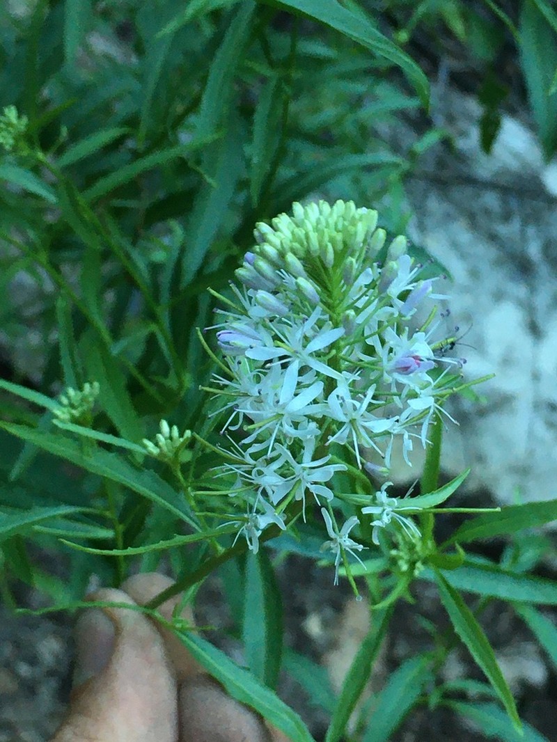 Wright's Thelypody photo 2