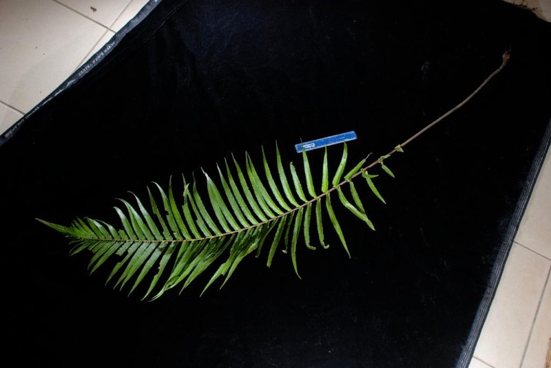 Thelypteris × invisa