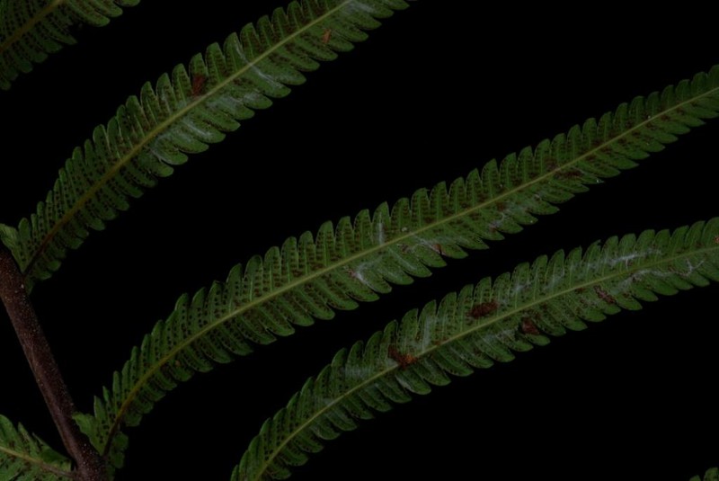Thelypteris × invisa photo 3