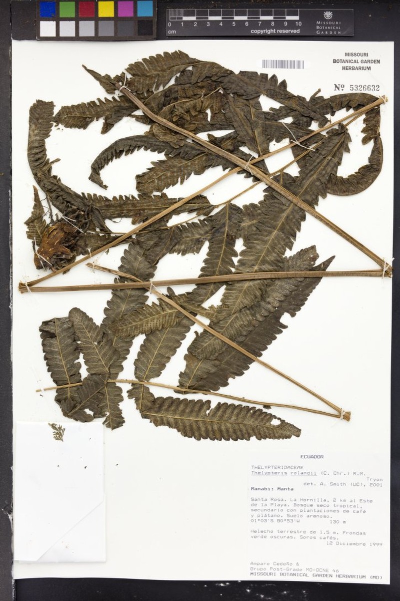 Maiden Fern
