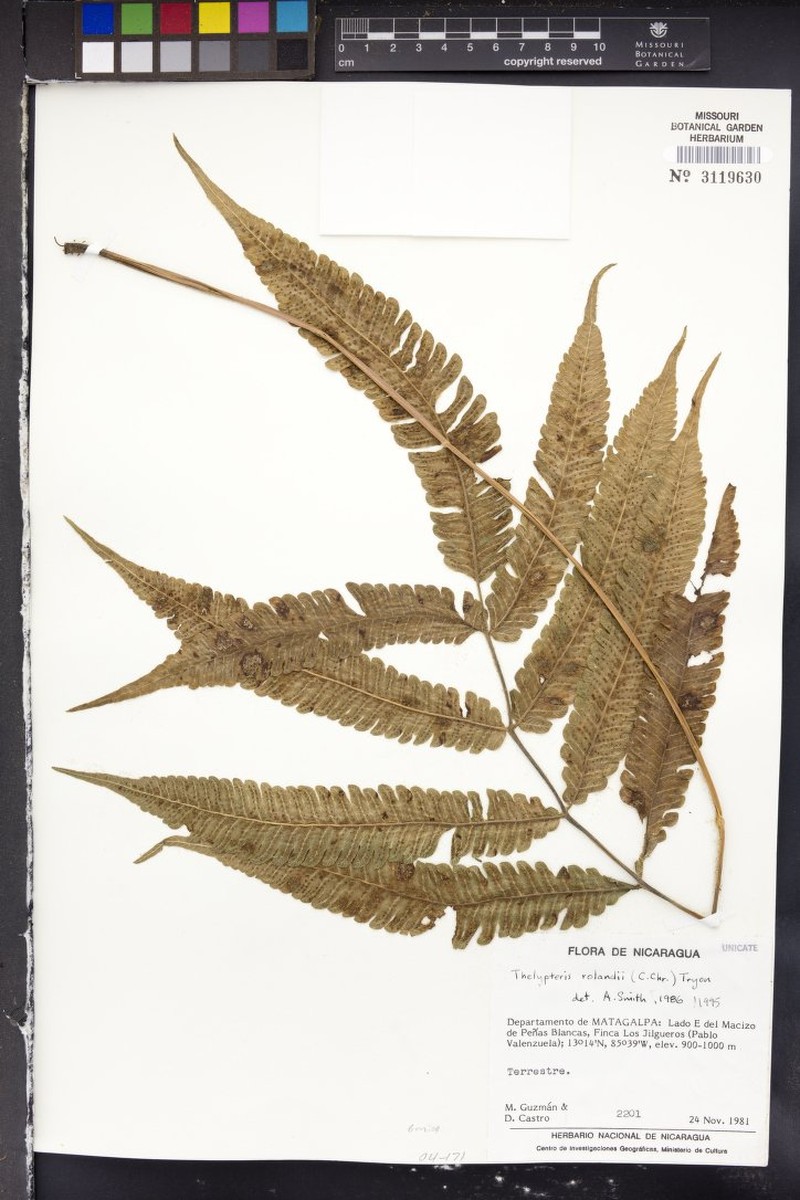 Maiden Fern photo 2