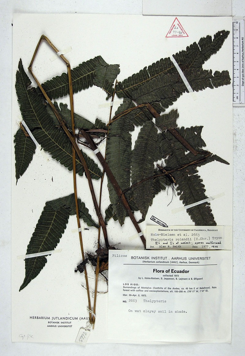 Maiden Fern photo 3