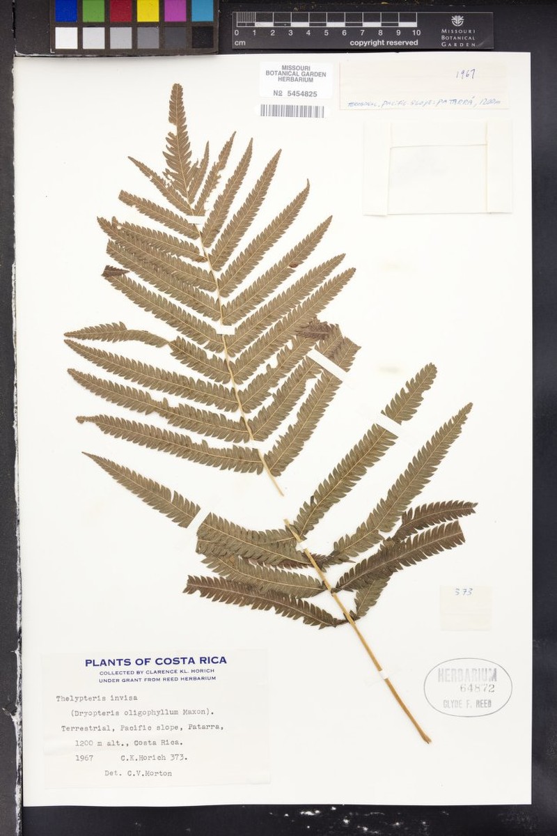 Maiden Fern photo 4