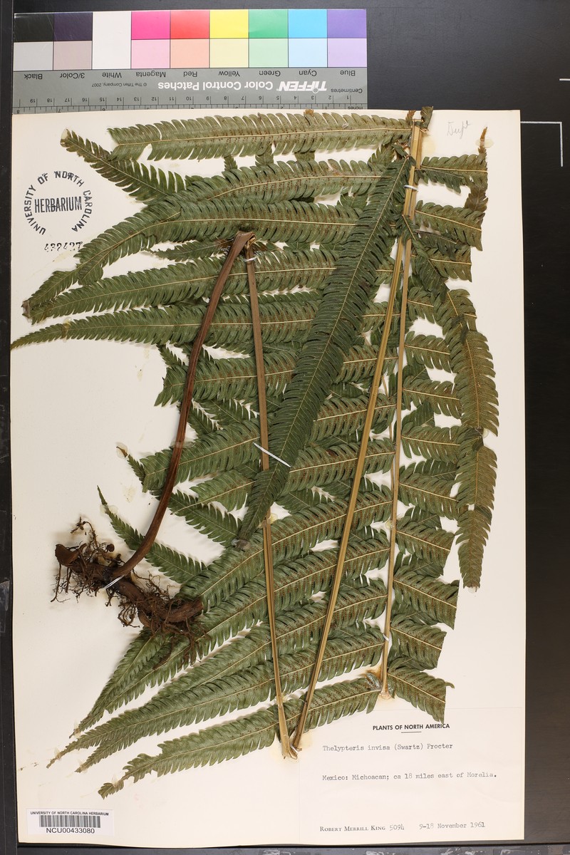 Maiden Fern photo 5