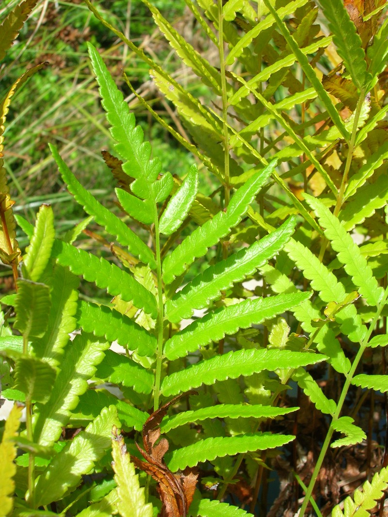 Maiden Fern