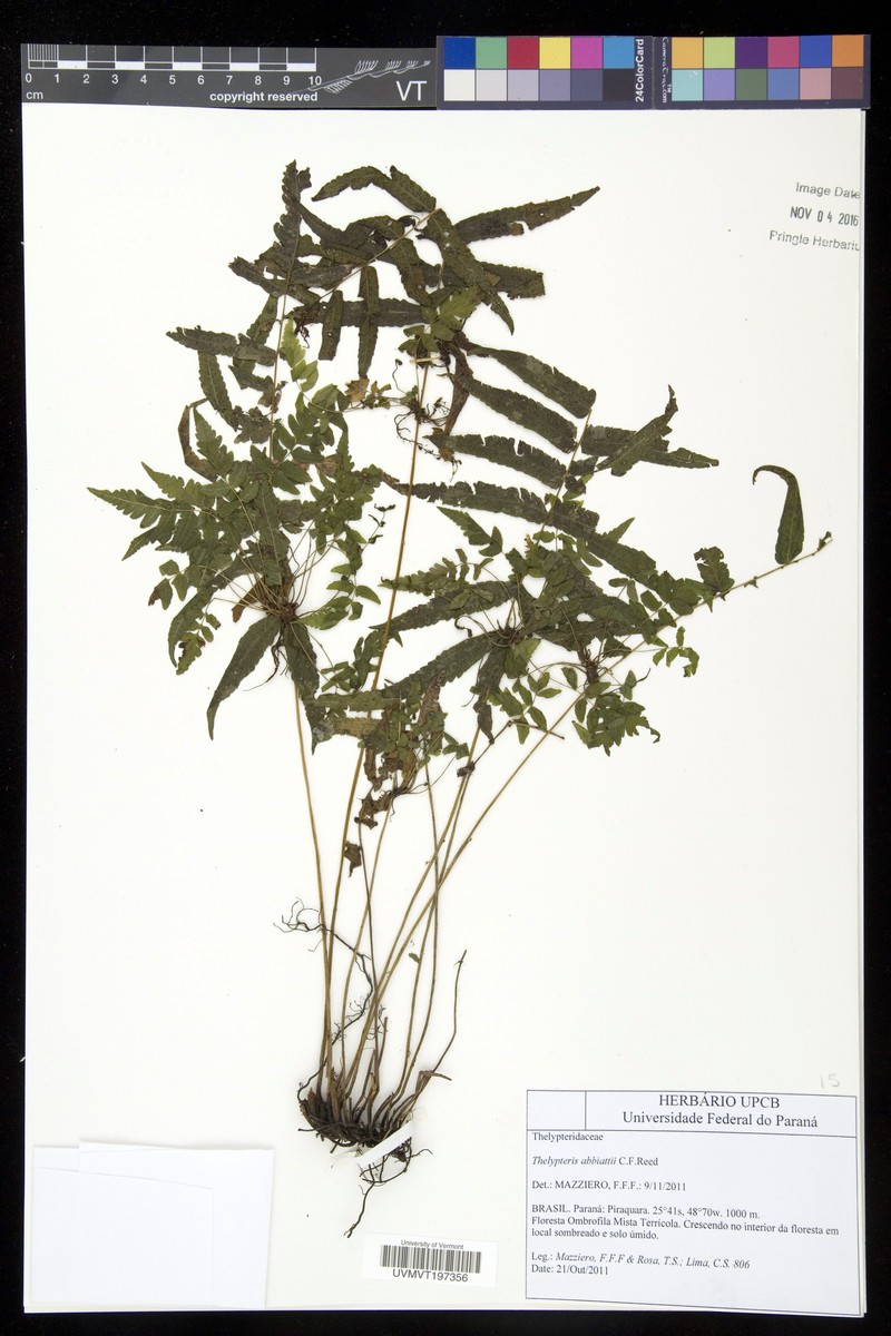 Thelypteris abbiattii